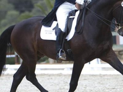 Dressage