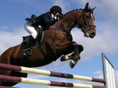 Show Jumping